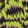 Buzz — Black Ops 6