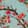 Chill Blossom — Warzone