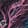Coral — Black Ops 7