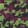 Duskcode — Black Ops 6