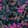 Foxglove — Black Ops 6