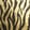 Gold Tiger — Warzone