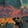 Harvest — Black Ops 6