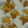 Honeyvine — Warzone