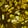 Shattered Gold — Black Ops 7