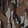 Cedar — Black Ops 7