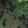 Emerald Snake — Black Ops 7