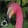 Flamingo — Black Ops 7