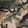 Forest — Black Ops 7