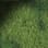 Birdie camo preview