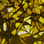 Shattered Gold camo preview