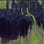 Urban Spire camo preview
