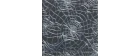 Arachnida