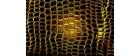 Dark Spine