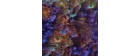 orion