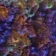 orion