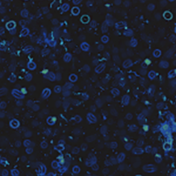 Microscopic Camo Challenge