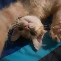 Profile image of Unbakedcake27