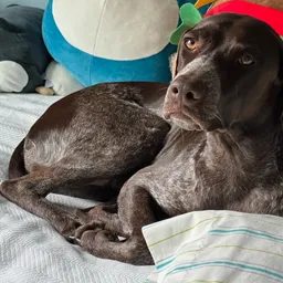 Profile image of Kadachi