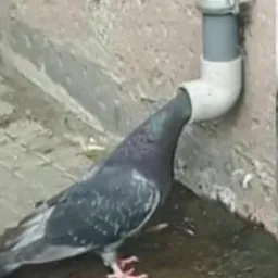 Profile image of snoborder565