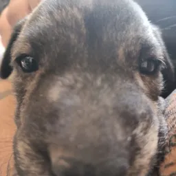 Profile image of macu_cri