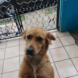 Profile image of No soy yo