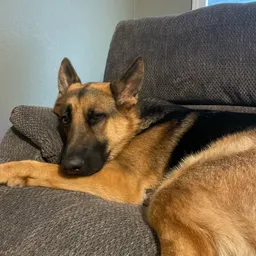 Profile image of Alex