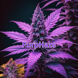 Profile image of PurpleHazetheReal 