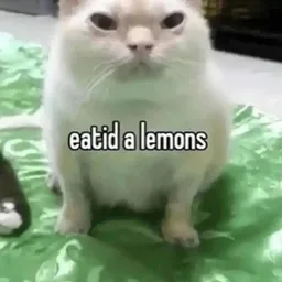 Creator image