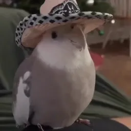 Profile image of SrYisus