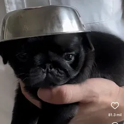 Profile image of Operator Hugo