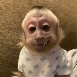 Profile image of ZecaGado_BR