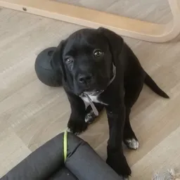 Profile image of xX Lutku Xx