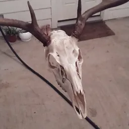 Profile image of Cor Mortuus