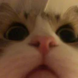 Profile image of zecter