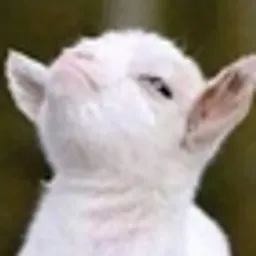Competitive profile icon