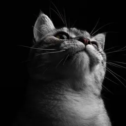 Profile image of Yaniv-Lee