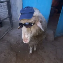 Profile image of RuthlesDemon 