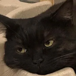 Profile image of Elbarto141584 