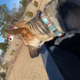Profile image of Wolf