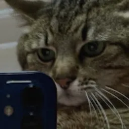 Profile image of Gustav 