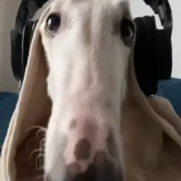 Profile image of Quin N.