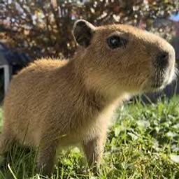 Profile image of Capybaracod