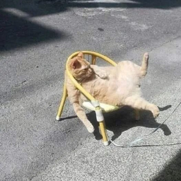 Profile image of Perka