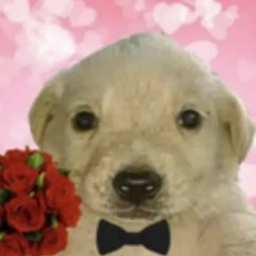 Profile image of Pedrosa