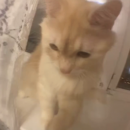 Profile image of Dox