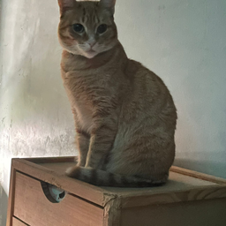 Profile image of Mfrcaetano