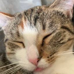 Profile image of Freezed