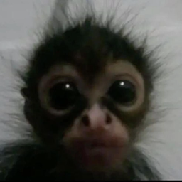 Profile image of MonkeyOnXbox