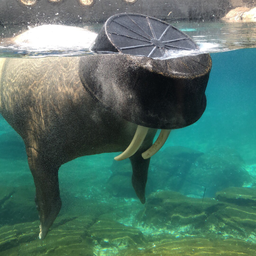 Profile image of oblivioustrain